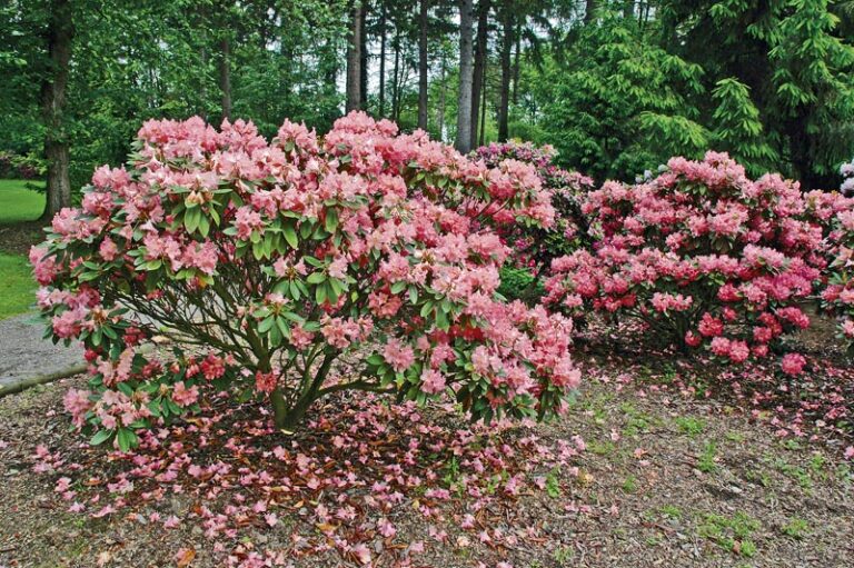 Rododendron androgynum
