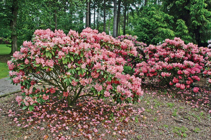 Rododendron androgynum