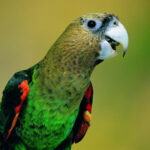 image_3127_1e-Cape-Parrot