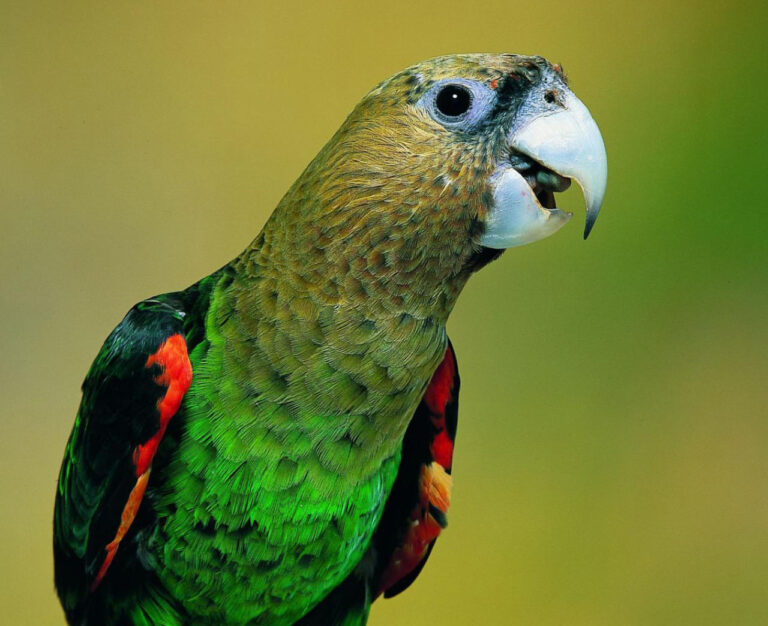 image_3127_1e-Cape-Parrot