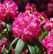 Rododendron ´king tut´