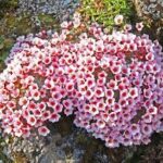 images-2