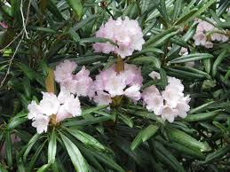 Rododendron makinoi