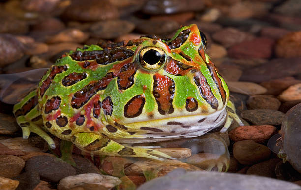 Rohatka cranwellova