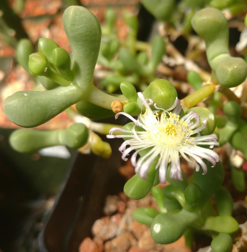 Jensenobotrya