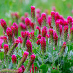 jetel-cervenavy-trifolium-rubens-semena-50-ks.jpg