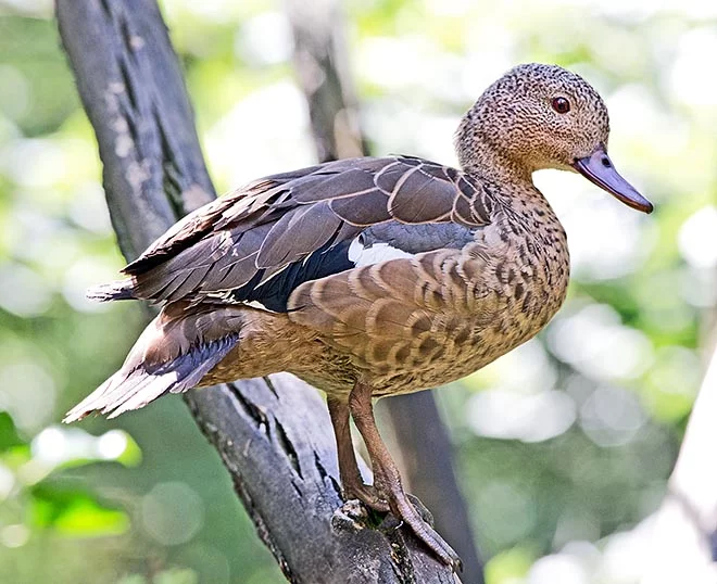 Čírka černoskvrnná