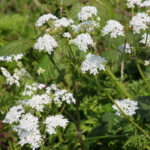 kerblik-lesni-anthriscus-sylvestris-prodej-semen-05-g.jpg