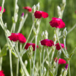 kohoutek-vencovy-lychnis-coronaria-seminka-kohoutku-50-ks.jpg