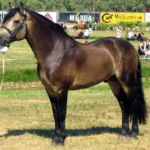 konnemarsky-pony_rzy86ou-1000-1000