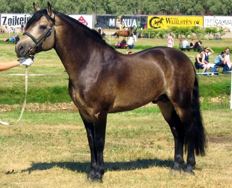 Connemarský pony