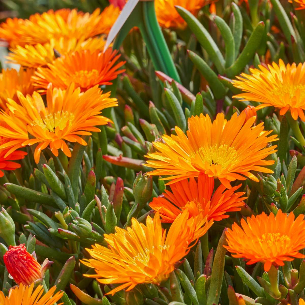 Lampranthus