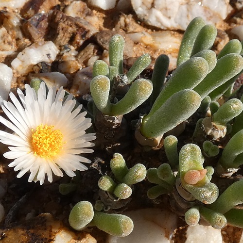 Monilaria moniliformis