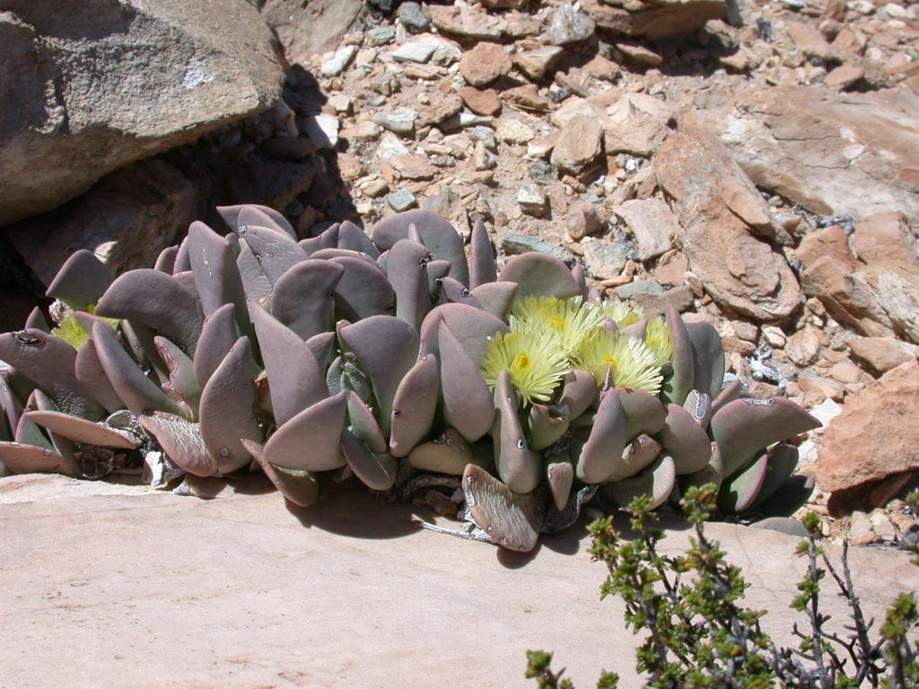 Ruschianthus falcatus