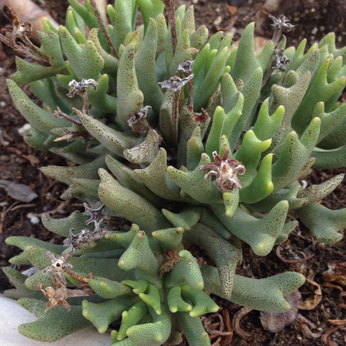 Rhombophyllum nelii