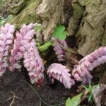 lathrasquaherb1