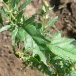 lebedaherb2