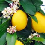 lemon-plants-citrus-limon-mediterranean-citrus-pla