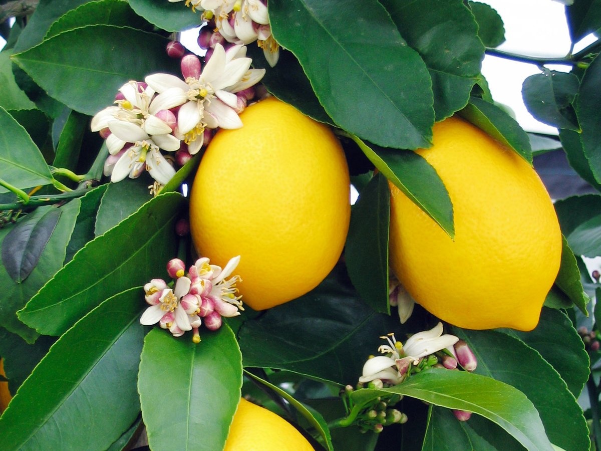 Citroník limonový