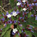 limonbrassicherb1