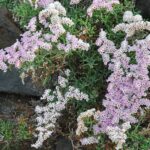limonpapilherb5