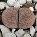 lithloc1_1024x1024@2x.jpg