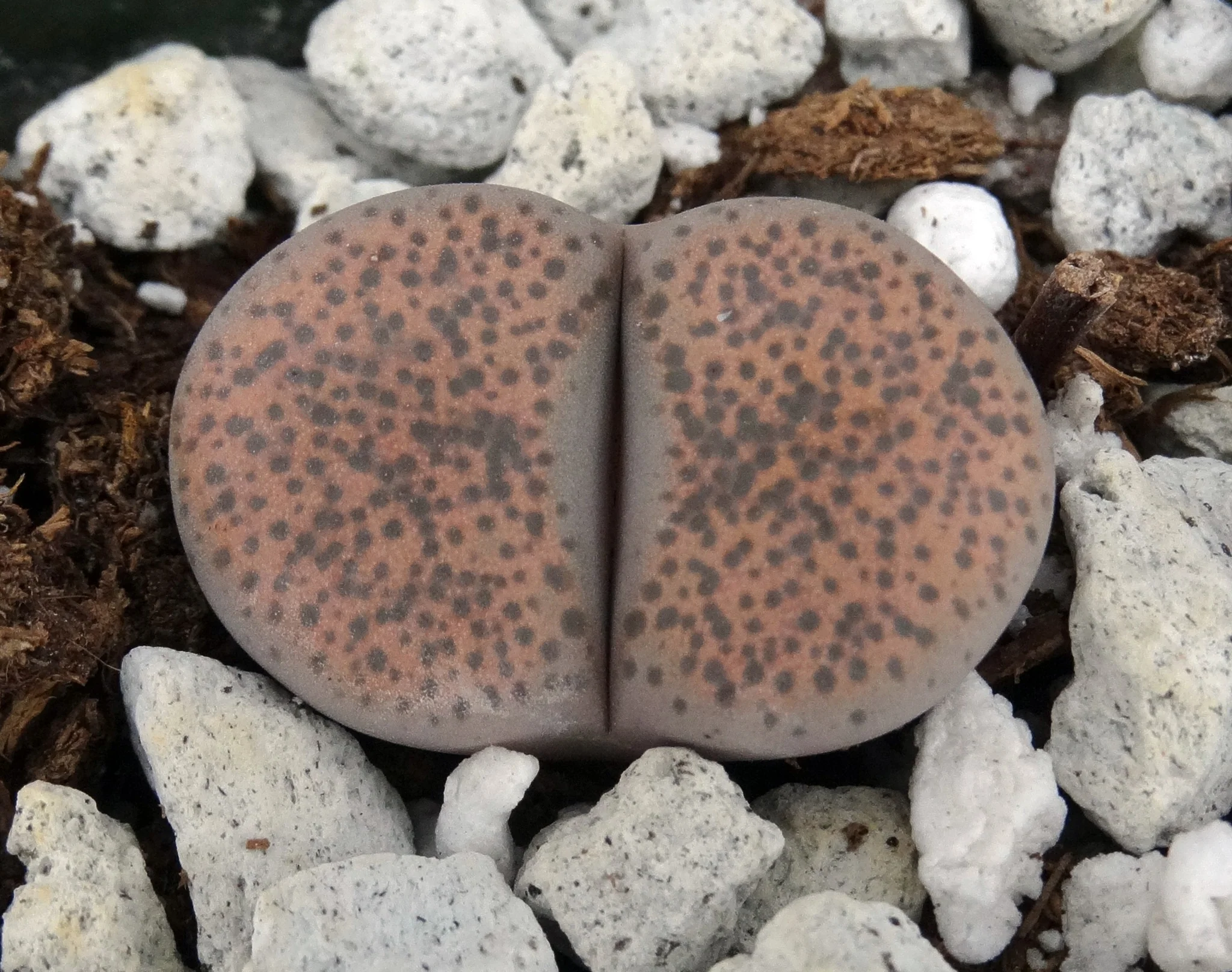 Lithops localis