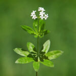 marinka-vonna-semena-marinky-asperula-odorata-6-ks.jpg