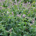 mata-dlouholista-horse-mint-mentha-longifolia-semena-maty-01-gg.jpg
