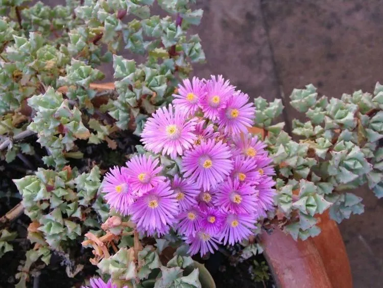 Lampranthus blandus