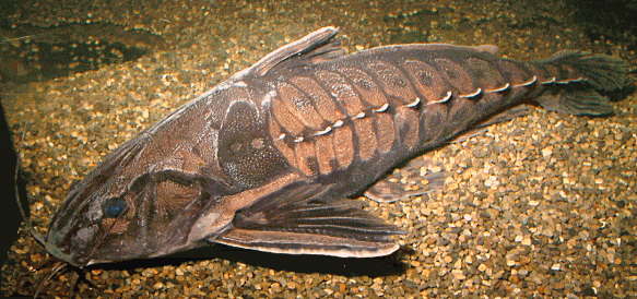 Trnovec irwinův