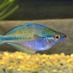 melanotaenia-lacustris