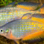 melanotaenia-parkinsoni