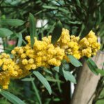 Acacia retinoides glauca