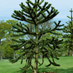 Araucaria araucana