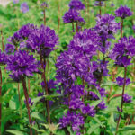 Campanula glomerata Speciosa