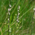 nardusstrictaherb1