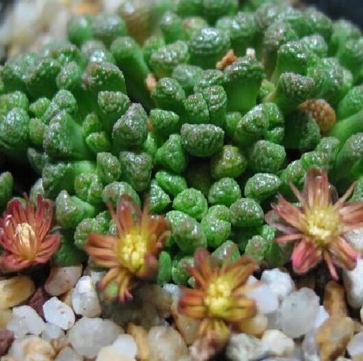 Neohenricia sibbettii