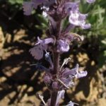 nepetateydea2