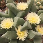 odontophorusNanus1784Flowering-4