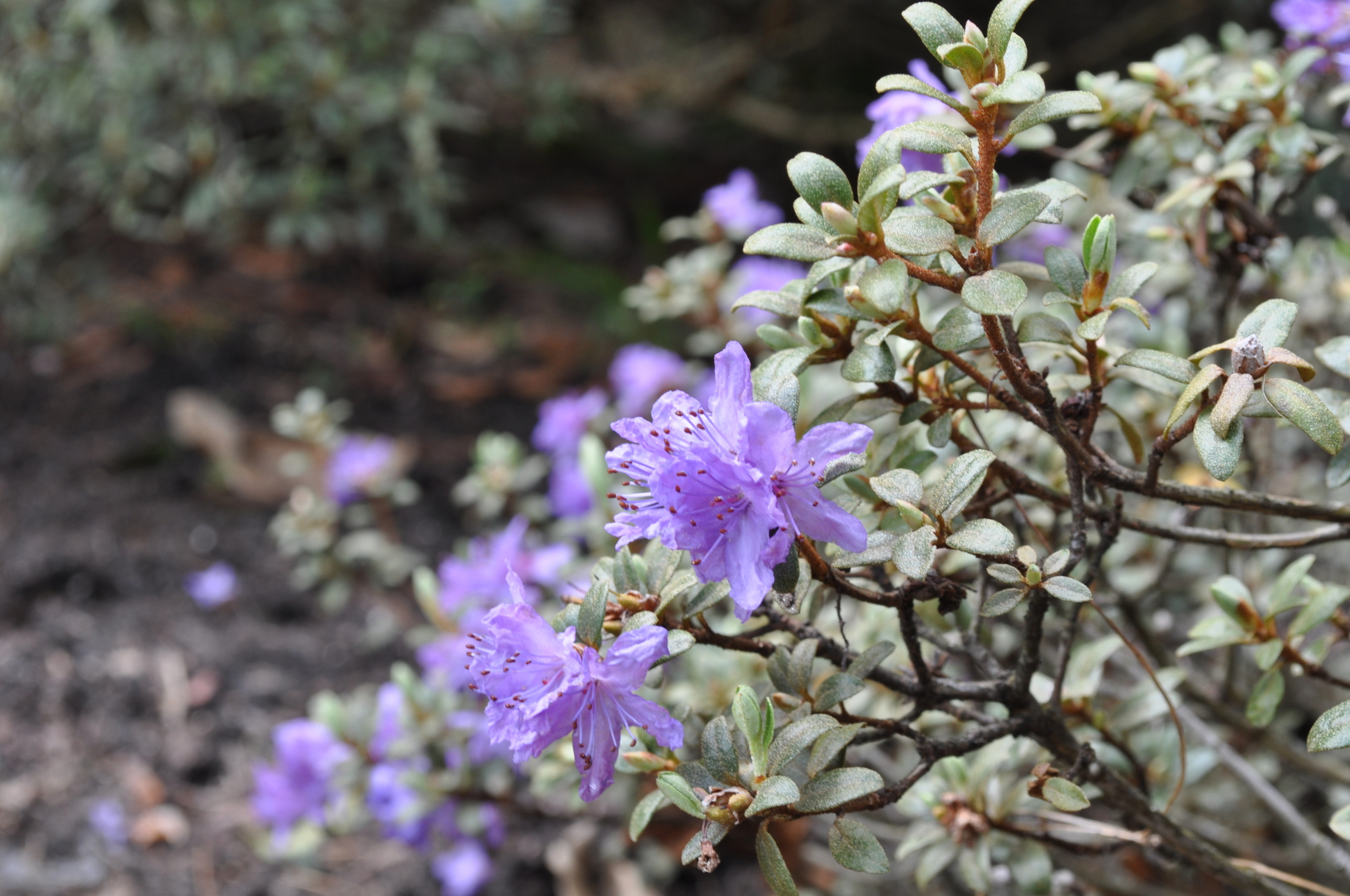 Rododendron intricatum