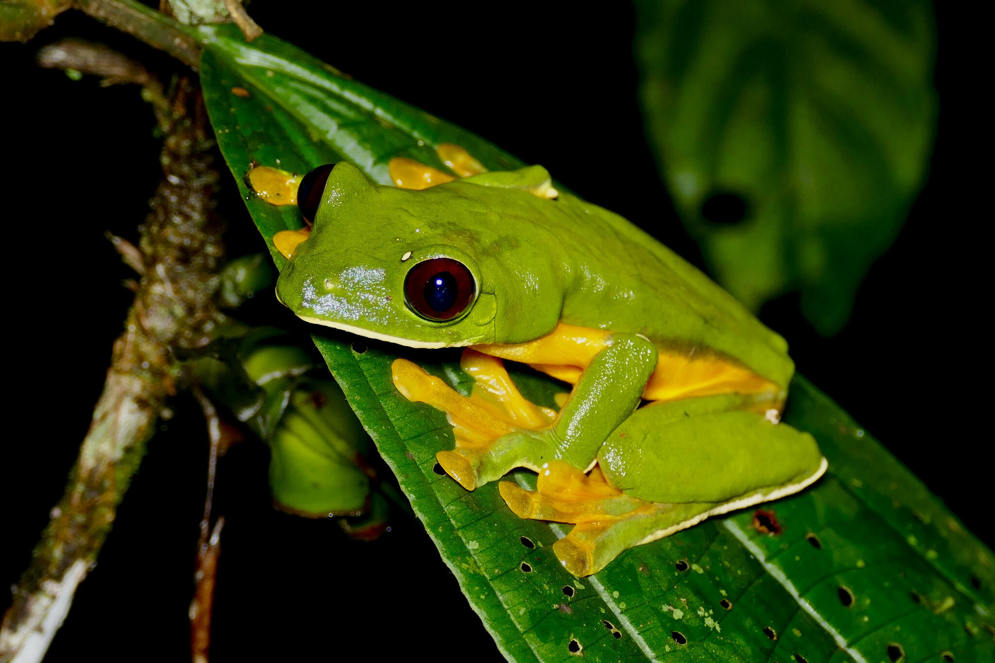 Listovnice spurrelova