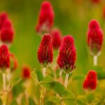 osivo-jetel-inkarnat-trifolium-incarnatum-05-kg_1387_1249