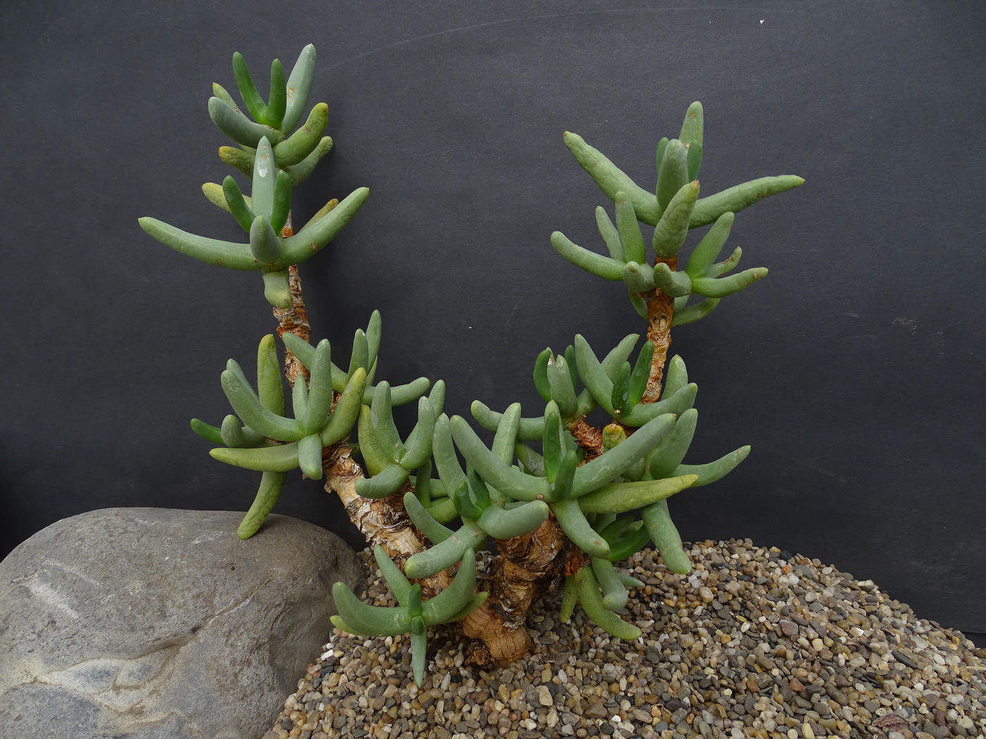 Namaquanthus vanheerdei