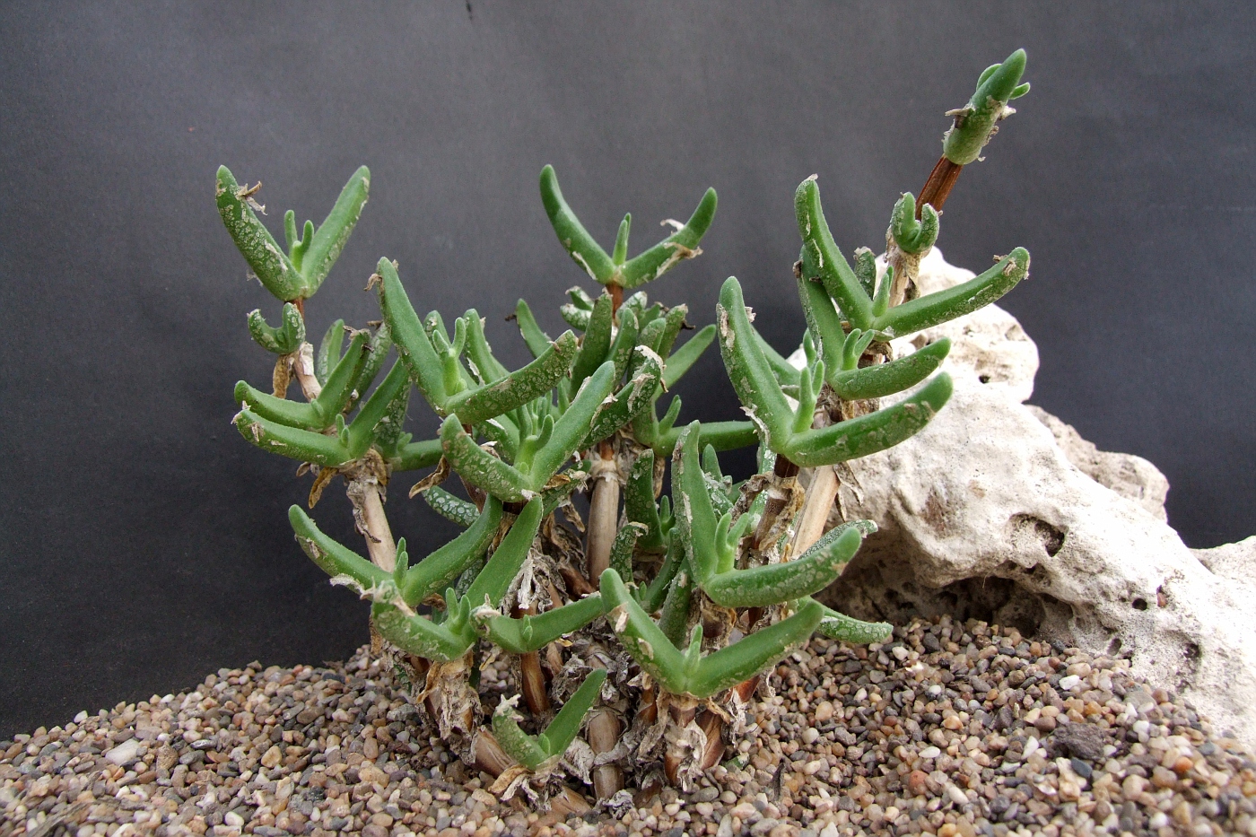Mitrophyllum dissitum