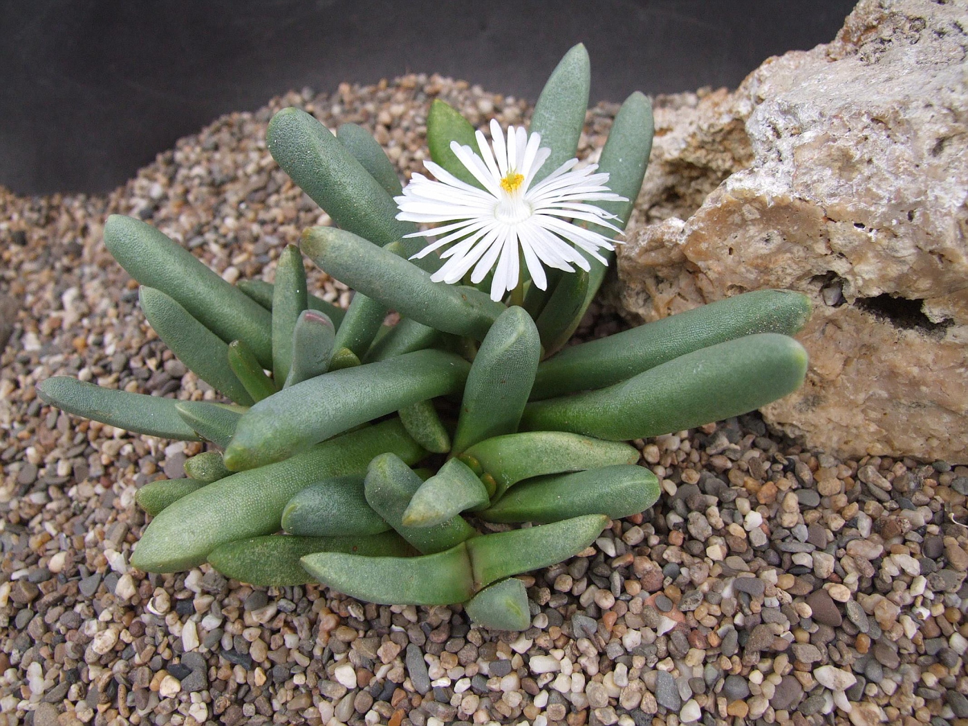 Psammophora longifolia