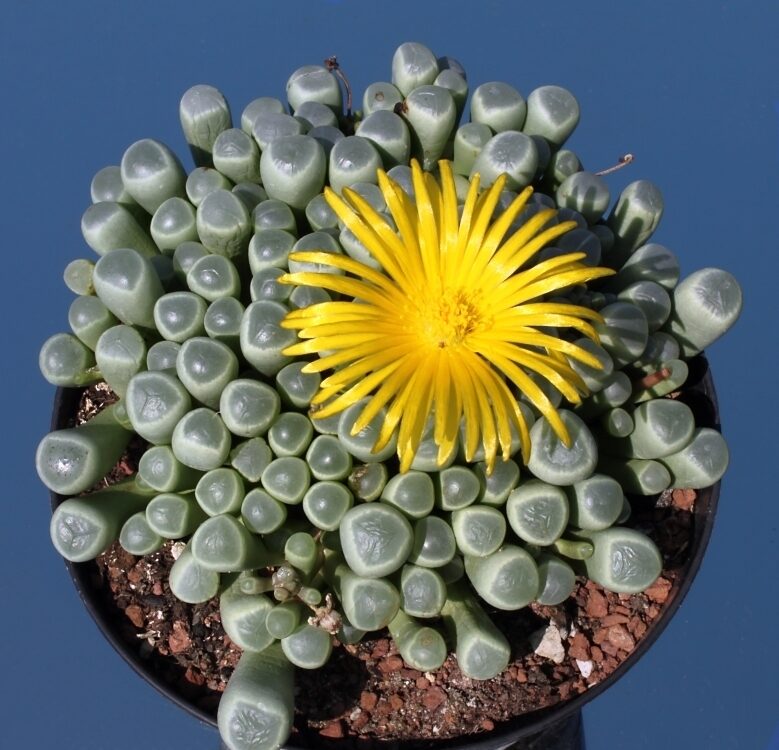 Fenestraria aurantiaca