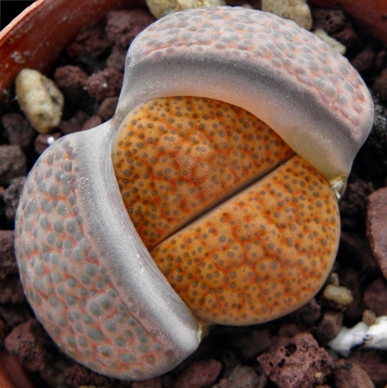 Lithops fulviceps