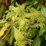 phylisnoblaherb1