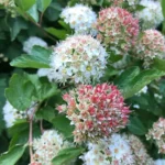 physocarpus-captitatus_ninebark.jpg